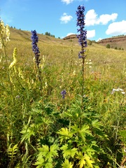 Delphinium retropilosum
