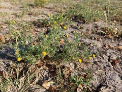 Hymenoxys anthemoides