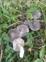 Tricholoma