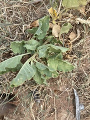 Asclepias oenotheroides