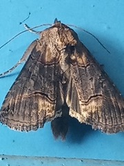 Abrostola triplasia