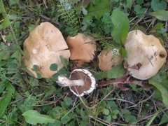 Tricholoma