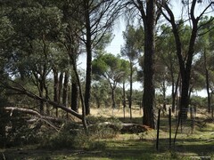 Quercus rotundifolia