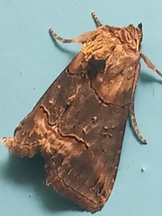 Abrostola triplasia