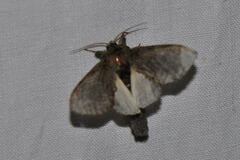 Peridea anceps