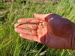 Piptochaetium stipoides