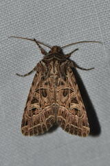 Sideridis reticulata