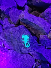 Centruroides sculpturatus