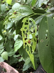 Agomadaranus pardaloides
