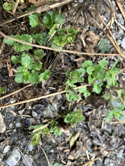 Stemodia verticillata