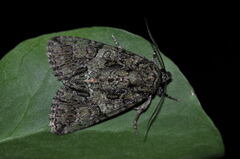 Polyphaenis sericata