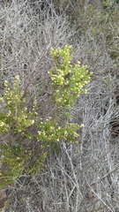 Ericameria ericoides