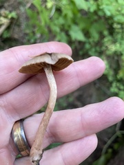 Cortinarius anthracinus