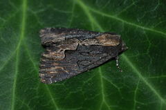 Dypterygia scabriuscula