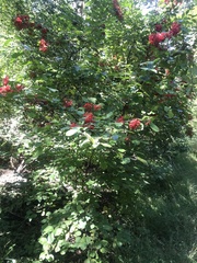 Viburnum