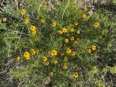 Sidneya tenuifolia