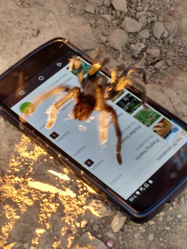 Photo of Desert Tarantula (Aphonopelma iodius)