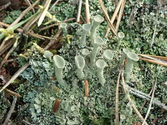 Cladonia chlorophaea