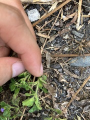 Stemodia verticillata