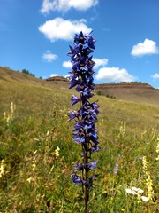 Delphinium retropilosum