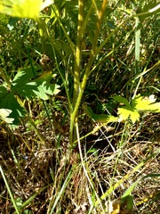 Delphinium retropilosum
