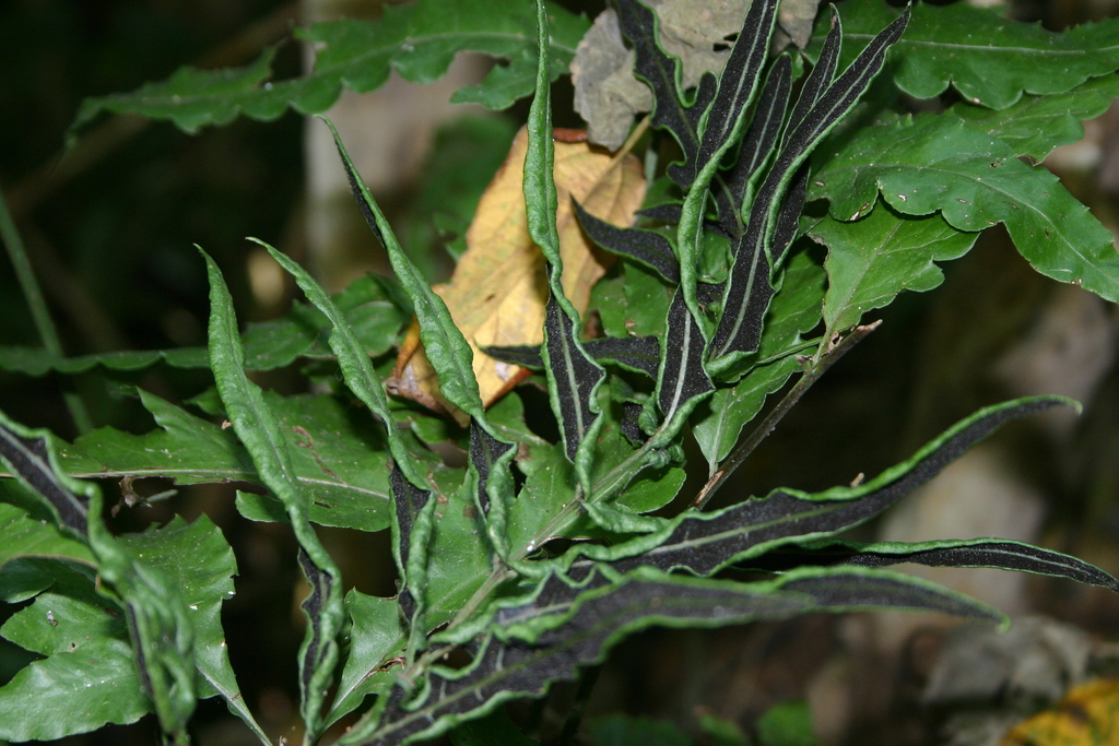 Bolbitis portoricensis