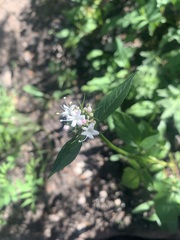 Valeriana sitchensis