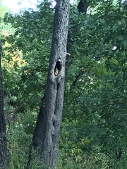 Sitta carolinensis