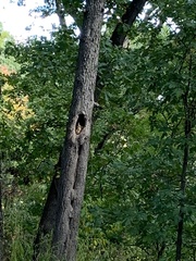 Sitta carolinensis