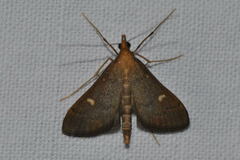 Dolicharthria punctalis