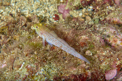 Gobius xanthocephalus
