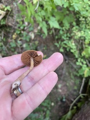 Cortinarius anthracinus