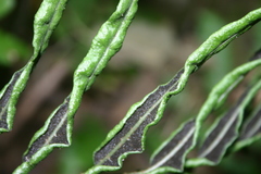 Bolbitis portoricensis