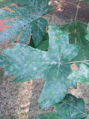 Acer macrophyllum