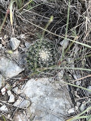 Mammillaria heyderi