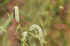 Persicaria lapathifolia