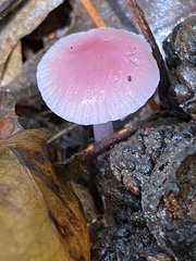 Mycena pura