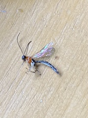 Calliephialtes grapholithae