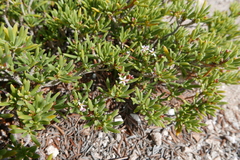 Strumpfia maritima