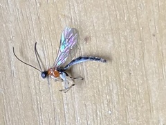 Calliephialtes grapholithae