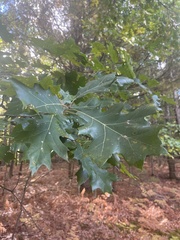 Quercus velutina