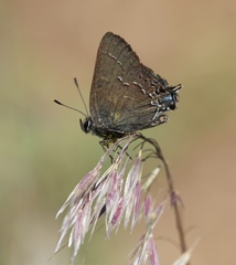 Satyrium saepium