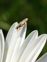 Tephritidae