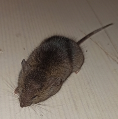 Mus musculus