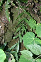 Bolbitis portoricensis