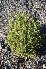 Dittrichia graveolens