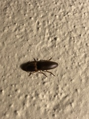 Elateridae