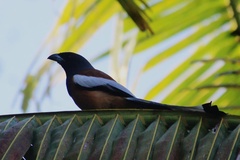 Dendrocitta vagabunda