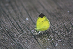 Eurema sari