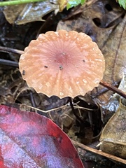 Marasmius siccus